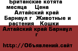 Британские котята 2 месяца  › Цена ­ 1 000 - Алтайский край, Барнаул г. Животные и растения » Кошки   . Алтайский край,Барнаул г.